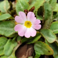 Primula 'Johanna'